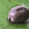 Prevalence of post-treatment Lyme disease in the United States — what can we expect?