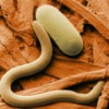 Anthelmintic Resistance in Ruminants: Who Cares?