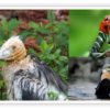 Seventh BMC Ecology Image Competition: the winning images