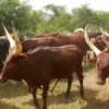 Bovines, Bilharzia and Benin: does Schistosoma hybridization happen in cattle?