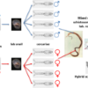 The sex lives of schistosomes; complexed mixing of genomes