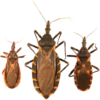 Are kissing bugs moving to the city?