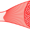 Model behavior? Myotubes and the quest for an ex vivo model of muscle