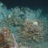 Genomic study of tubeworms reveals clues on how species adapt to extreme deep-sea environments