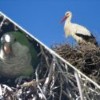 A protective nesting association with white storks aids the spread of an invasive parakeet from urban into rural habitats