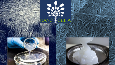 Electron micrographs of nanocrystalline (left) and nanofibrillar (right) and their respective gel forms