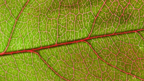 Plant leaf with vasculature dyed in red