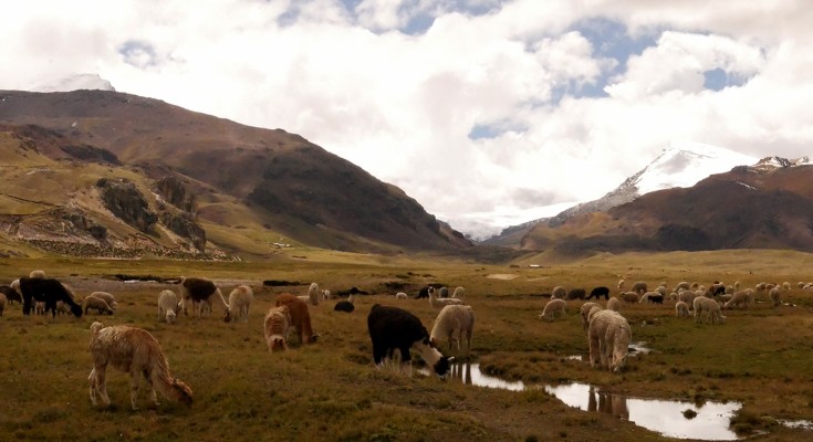 grazing field on the Andes