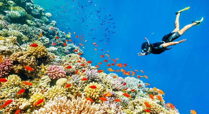 snorkeler by a coral reef