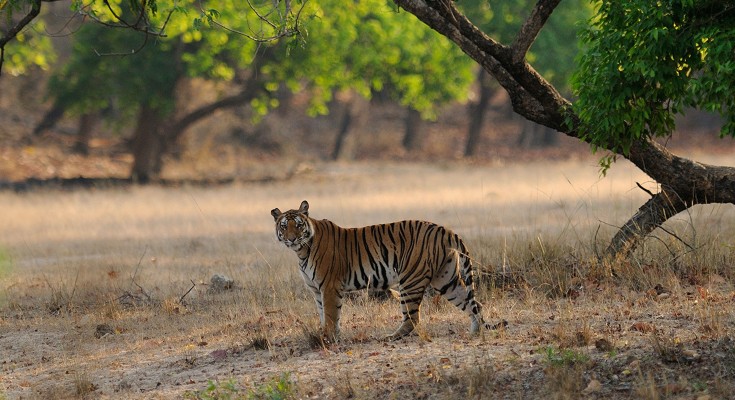 tiger in forest