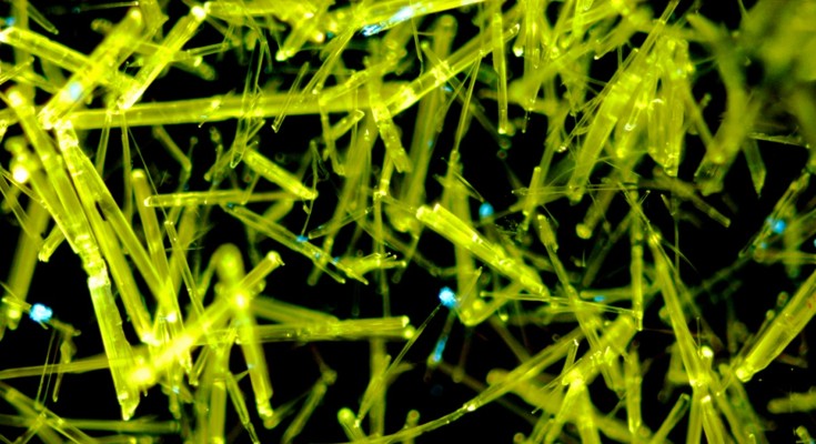 Nanorods of a bismuth organic framework exhibiting yellow fluorescence against a dark background