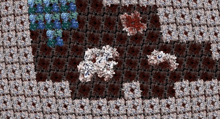 A lattice of protein tetramers