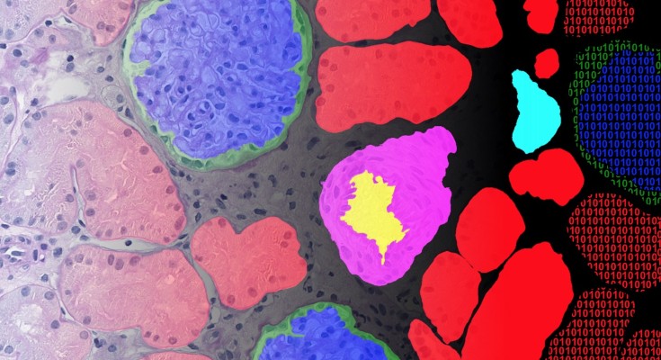 Digitized microscopy image of human kidney tissue