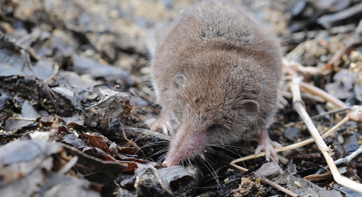 A shrew faces the camera, standing on leave-covered ground. mouse-like with a long nose, its fur is dotted with what looks like snow