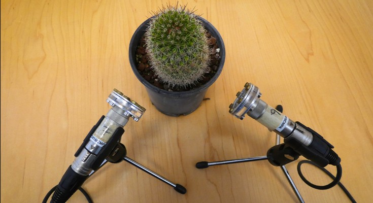 Two microphones sit on a table pointed at a small potted cactus