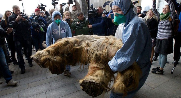 Two people carry the preserved body of a baby mammoth