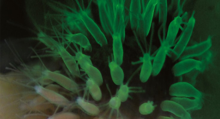 A fluorescent protein with staying power
