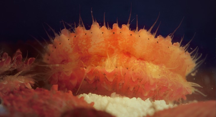 Chinese scallops (Chlamys farreri)
