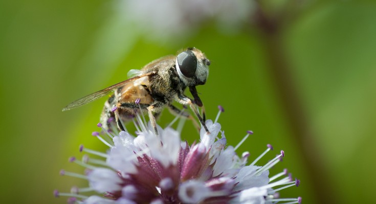 Hoverfly on flower