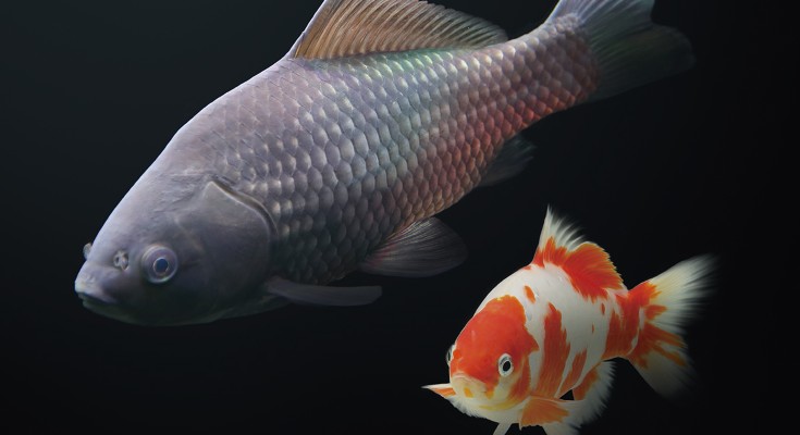 Carassius species fishes