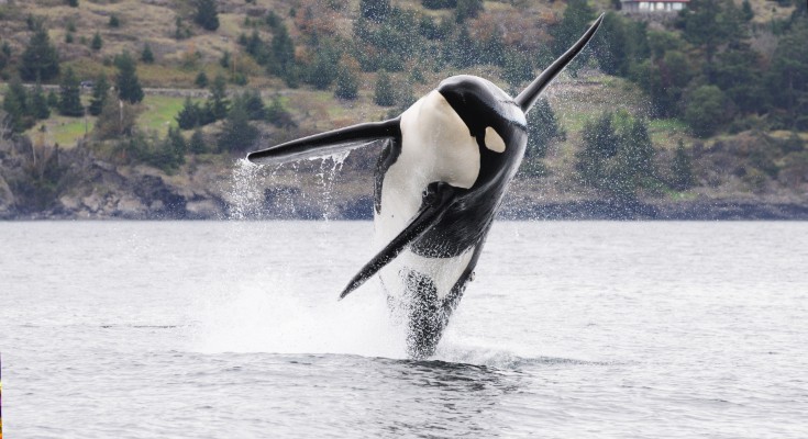 killer whale breaching