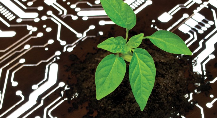 A circuit board design carved in wood is backlit and topped with the green leaves of a plant in some soil.