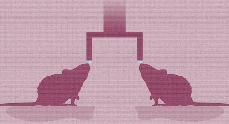 Cooperation in mice