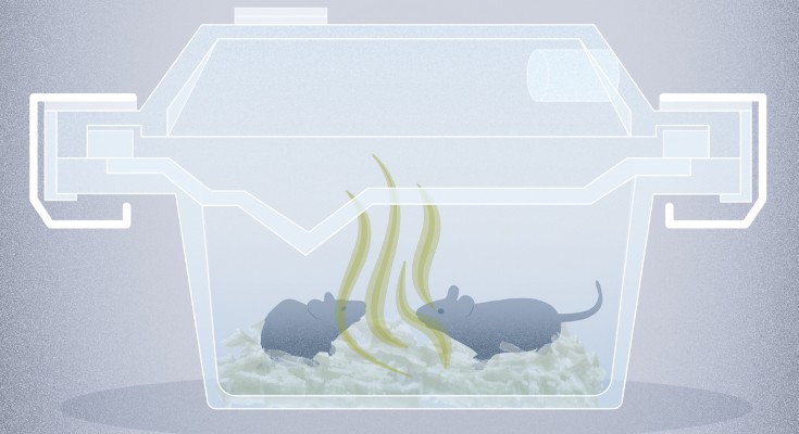 Mice in a cage