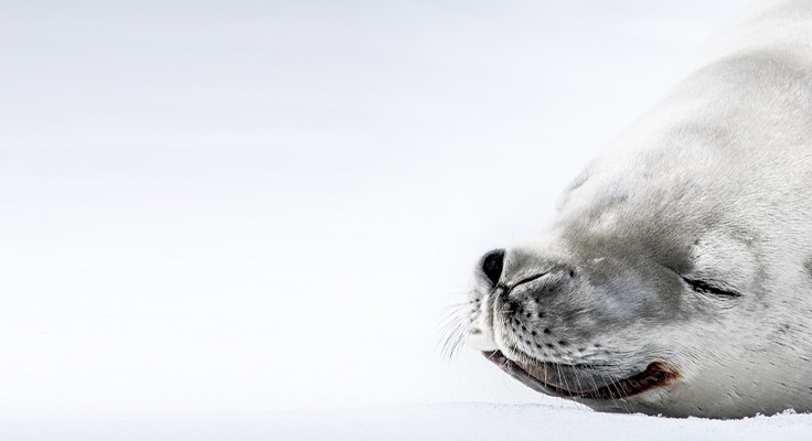 a seal lays on ice