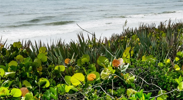 coastal vegetation