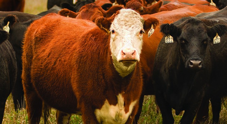 Regulatory variants in cattle