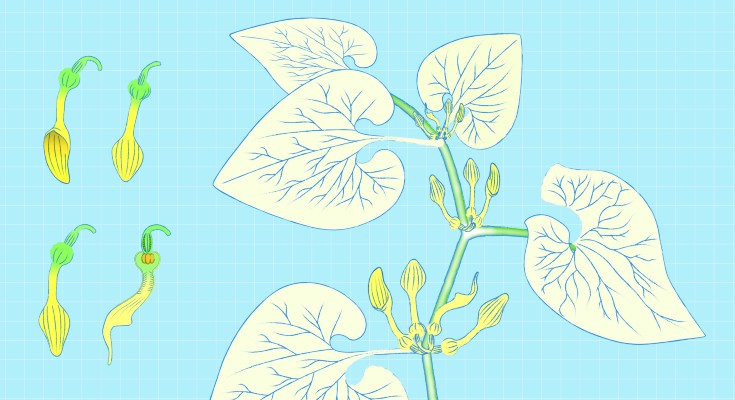 Plant