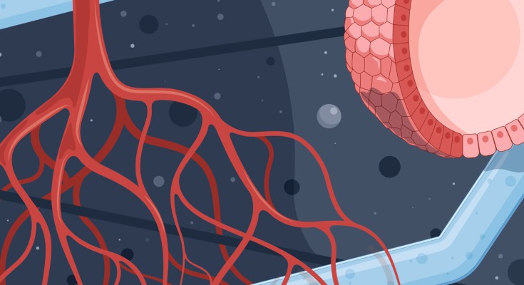 Dark blue background with blood vessels and organoids in the foreground.