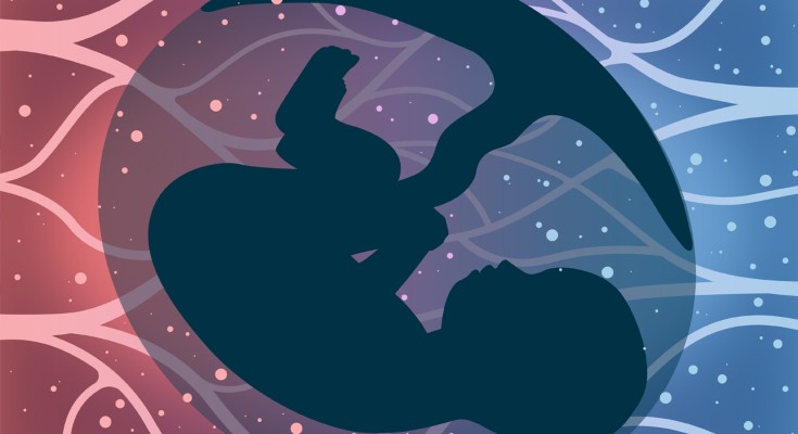 A silhouette of a fetus and placenta on a blue and red background.