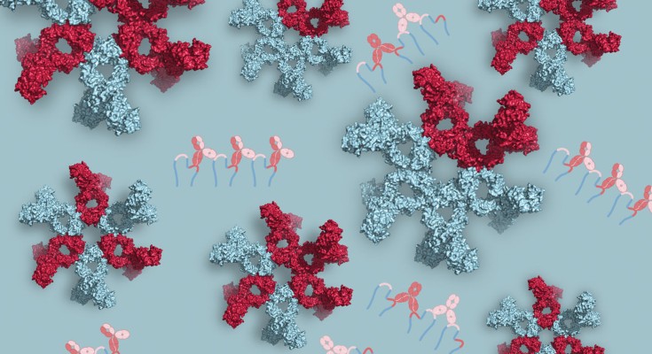 Antibody avidity