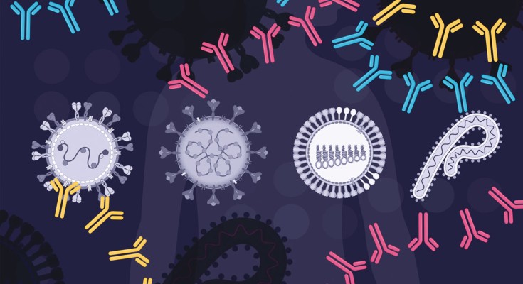 Antiviral antibodies