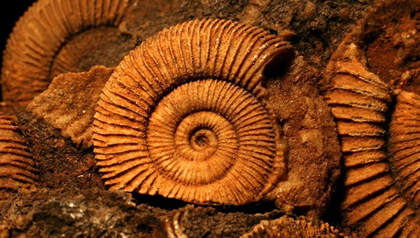 Fossil