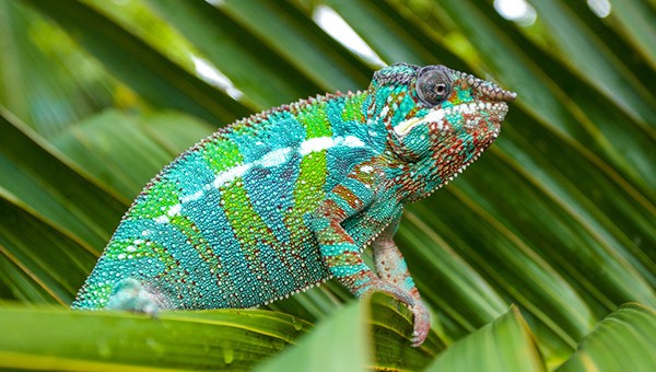 Chameleon
