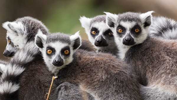 Lemurs
