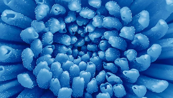 Springer Nature Authors