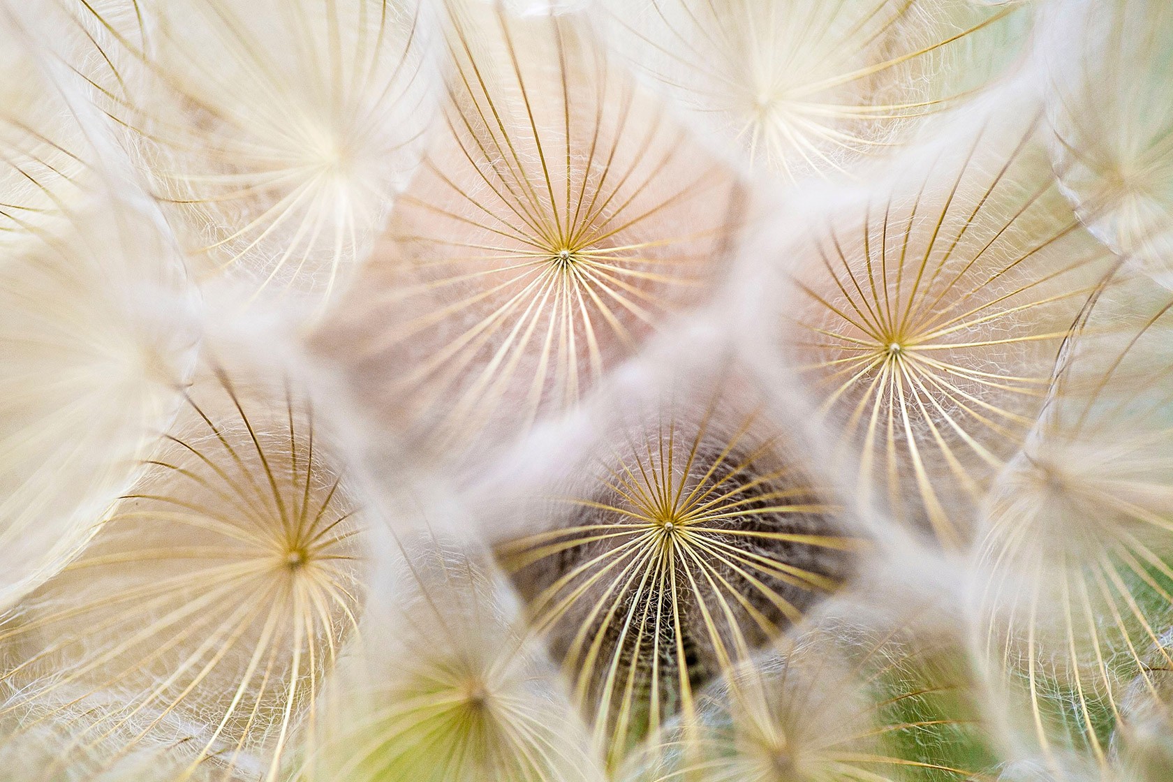 nature_03 © Photo by Paul Talbot on Unsplash