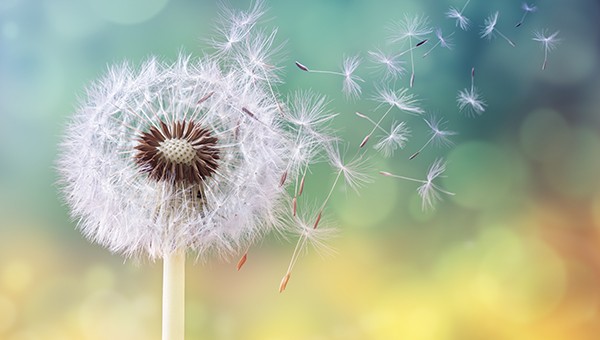 Open Access Book Collection