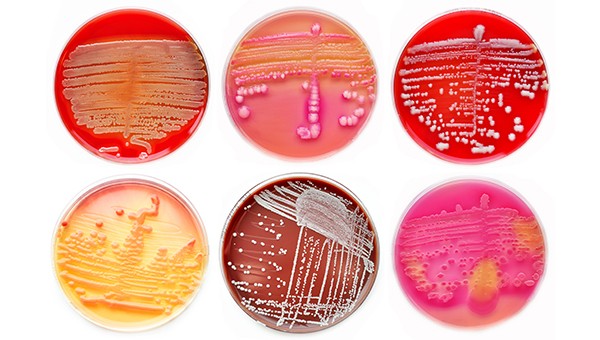 Asm Microbe 2019 For Researchers Springer Nature