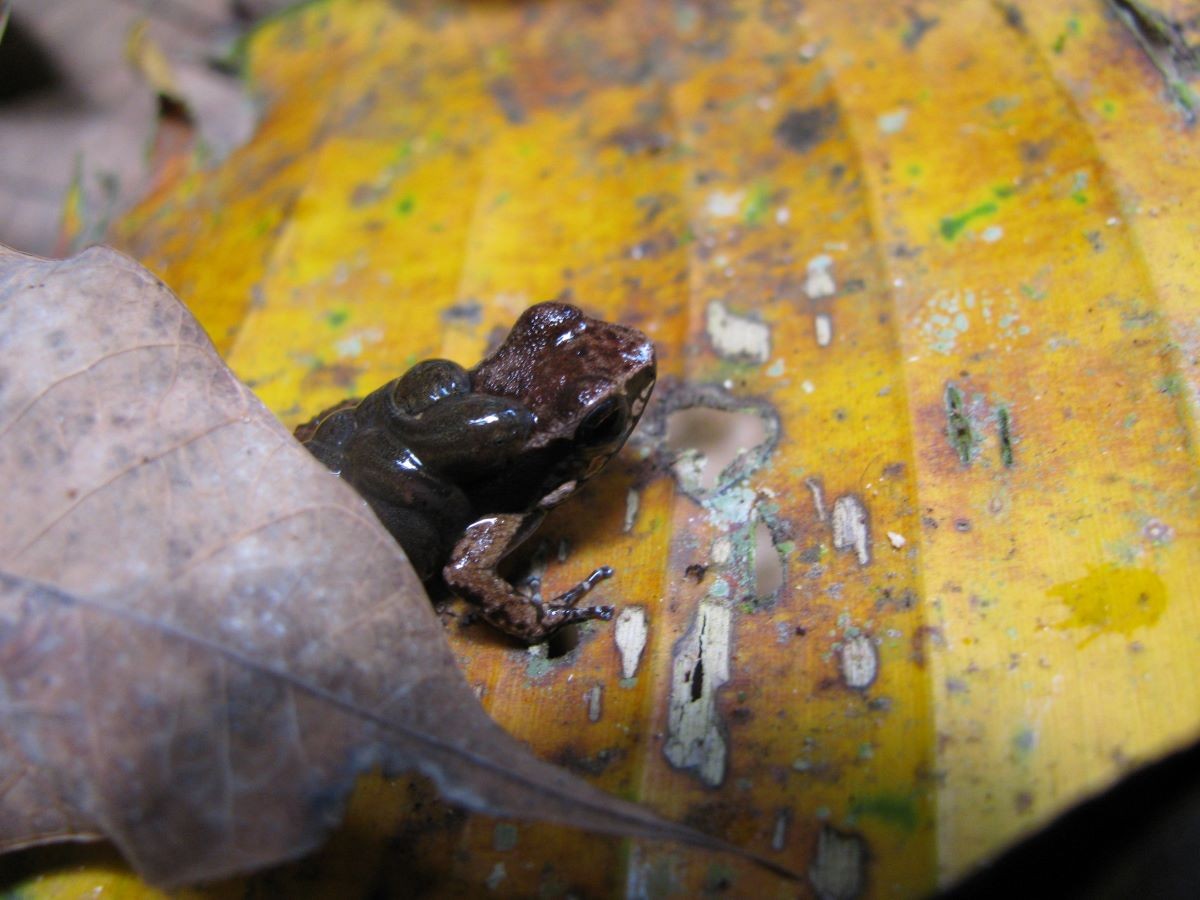 Male Trinidadian stream frog transporting its tadpoles on its back. Credit: Andrew Furness