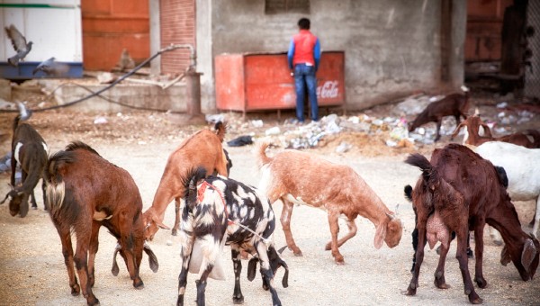 Goats in the City