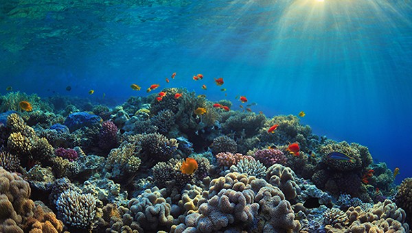 SDG 14: Life Below Water