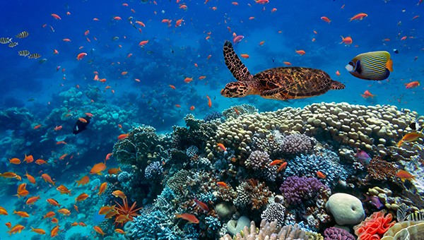 NEW - Explore the SDG14 Hub - Life below water