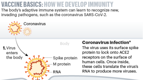Vaccines: a graphical guide