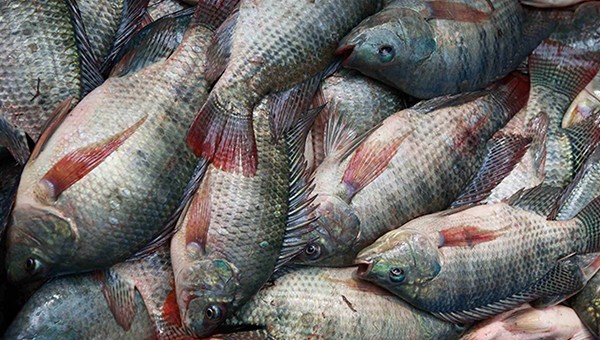 Climate change may threaten the highly productive fisheries in the California current ecosystem