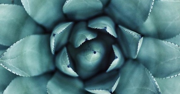 ץ󥬩`ͥ`ȸ𲹰ҲٱΥѩ`ȥʩ`å